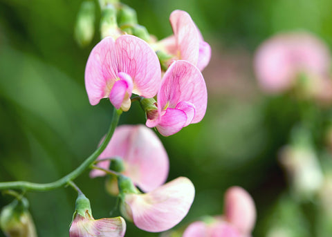 Knee High Mix - Sweet Pea Seeds