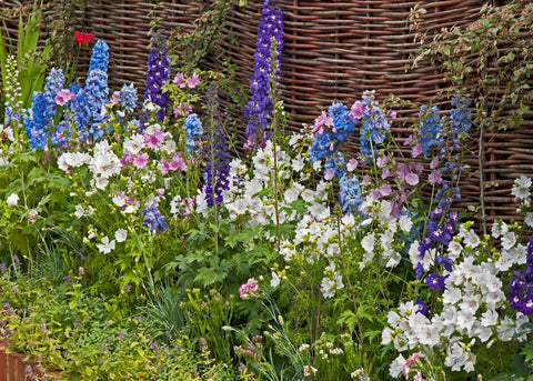 Imperial Blend - Larkspur Seeds