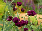 Silky, deep plum-purple Lauren's Grape poppy flowers with dark centers and green seed pods in a garden.