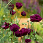 Silky, deep plum-purple Lauren's Grape poppy flowers with dark centers and green seed pods in a garden.