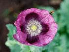 Lauren’s Grape poppy flower with silky plum-purple petals, a dark center, and a honeybee landing on the bloom.