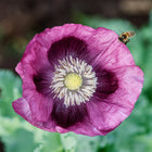 Lauren’s Grape poppy flower with silky plum-purple petals, a dark center, and a honeybee landing on the bloom.