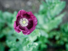 Top-down view of a Lauren’s Grape poppy flower with silky plum-purple petals and a dark center against green foliage.