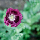 Top-down view of a Lauren’s Grape poppy flower with silky plum-purple petals and a dark center against green foliage.