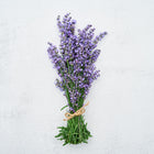 A bundle of fresh Lavender stems with purple-blue flower spikes tied with twine on a light textured background.
