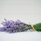 Freshly cut Lavender stems with purple flower spikes tied together with twine on a light wooden surface.
