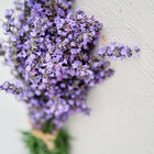 Freshly cut Lavender herb stems with purple-blue flower spikes tied with twine against a white wooden background.