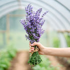 Hand holding a fresh bundle of purple Lavender flower spikes tied with twine inside a greenhouse.