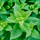 Close-up of vibrant green, textured leaves of a growing Lemon Balm plant.