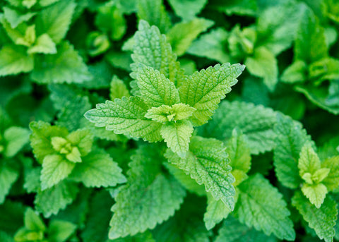 Lemon Balm Seeds - Organic