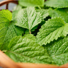 Fresh green Lemon Balm leaves with serrated edges piled in a small, round woven wooden basket.