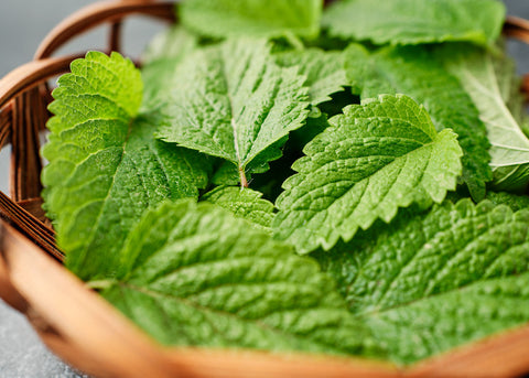 Lemon Balm - Herb Seeds