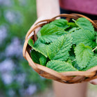 Hands holding a small woven basket filled with fresh, vibrant green Lemon Balm leaves in a garden.