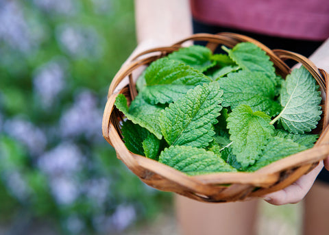 Medicinal Herb Garden