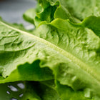 Fresh, vibrant green Buttercrunch lettuce leaves with visible water droplets on a colander.