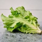 A head of fresh Buttercrunch lettuce with light green, ruffled leaves resting on a gray stone surface.
