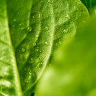 Close-up of vibrant green Buttercrunch lettuce leaves covered in small, glistening water droplets.