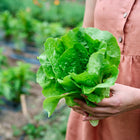 Person in a peach linen dress holding a freshly harvested head of green Buttercrunch lettuce in a garden.