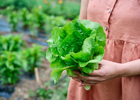 Buttercrunch - Lettuce Seeds - Organic