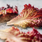 Frilled burgundy and green Lollo Rossa lettuce leaves resting on a textured gray surface.