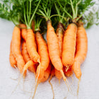 A bunch of freshly harvested Little Fingers carrots with bright orange roots and green leafy tops on a white surface.