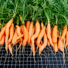 Freshly harvested Little Fingers carrots with bright orange roots and green tops laid out on a wire mesh rack.