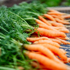 Freshly harvested Little Fingers carrots with green tops laid out on a wire drying rack.