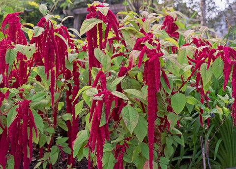 Love-Lies-Bleeding  - Amaranth Seeds