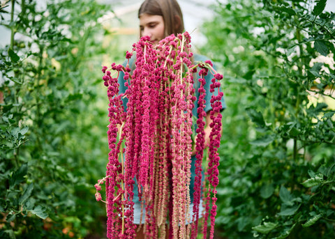 Love-Lies-Bleeding  - Amaranth Seeds