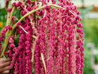 Hand holding a bunch of Love-Lies-Bleeding amaranth with long, trailing, deep crimson flower tassels.