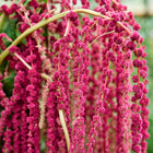 Hand holding a bunch of Love-Lies-Bleeding amaranth with long, trailing, deep crimson flower tassels.