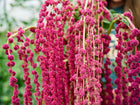Long, pendulous tassels of deep crimson Love-Lies-Bleeding amaranth flowers hanging in a garden.