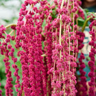 Long, pendulous tassels of deep crimson Love-Lies-Bleeding amaranth flowers hanging in a garden.