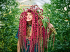 Smiling person holding a large bunch of deep crimson Love-Lies-Bleeding amaranth tassels over their head in a garden.