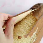 Hand peeling the dry, brown skin off a mature Luffa gourd to reveal the fibrous, tan sponge interior.