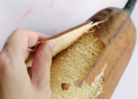 Luffa - Gourd Seeds