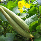 Hand holding two long, green Luffa gourd fruits on a vine with bright yellow flowers and large green leaves.