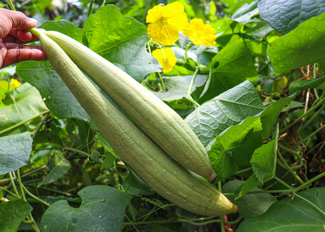 Luffa - Gourd Seeds