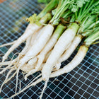 Freshly harvested Lunar White carrots with long, creamy white roots and vibrant green tops on a wire mesh surface.
