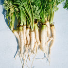 A bunch of freshly harvested Lunar White carrots with creamy white roots and vibrant green tops on a light surface.