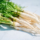 A bunch of freshly harvested Lunar White carrots with creamy white roots and vibrant green leafy tops.