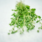 Freshly harvested Sweet Marjoram stems with small gray-green leaves resting on a light textured surface.