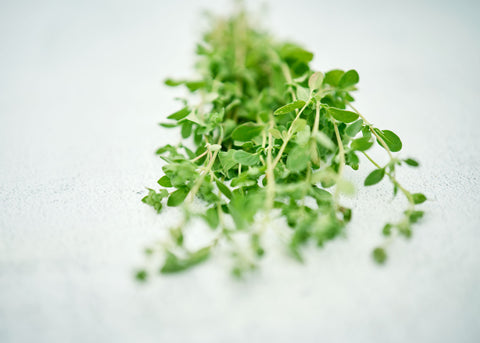 Sweet Marjoram - Herb Seeds