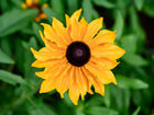 Top-down view of a golden-orange Marmalade rudbeckia flower with a dark brown center against a blurred green background.