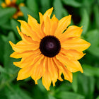 Top-down view of a golden-orange Marmalade rudbeckia flower with a dark brown center against a blurred green background.