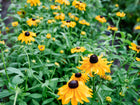 Marmalade rudbeckia flowers with golden-orange petals and dark centers blooming in a lush green garden.