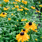 Marmalade rudbeckia flowers with golden-orange petals and dark centers blooming in a lush green garden.