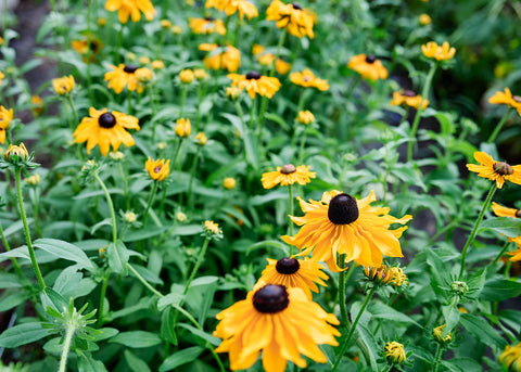 Marmalade - Rudbeckia Seeds