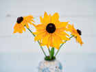 Three golden-orange Marmalade rudbeckia flowers with dark centers in a small vase against a white background.