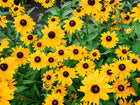 A cluster of golden-orange Marmalade rudbeckia flowers with dark brown centers blooming in a garden.
